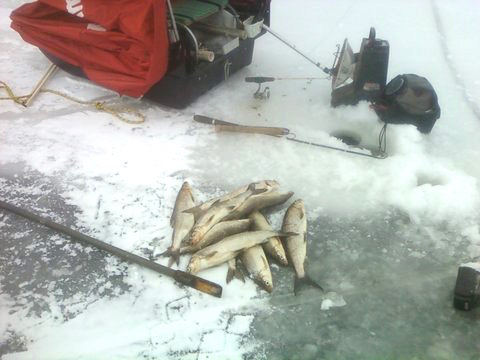Willy's fish